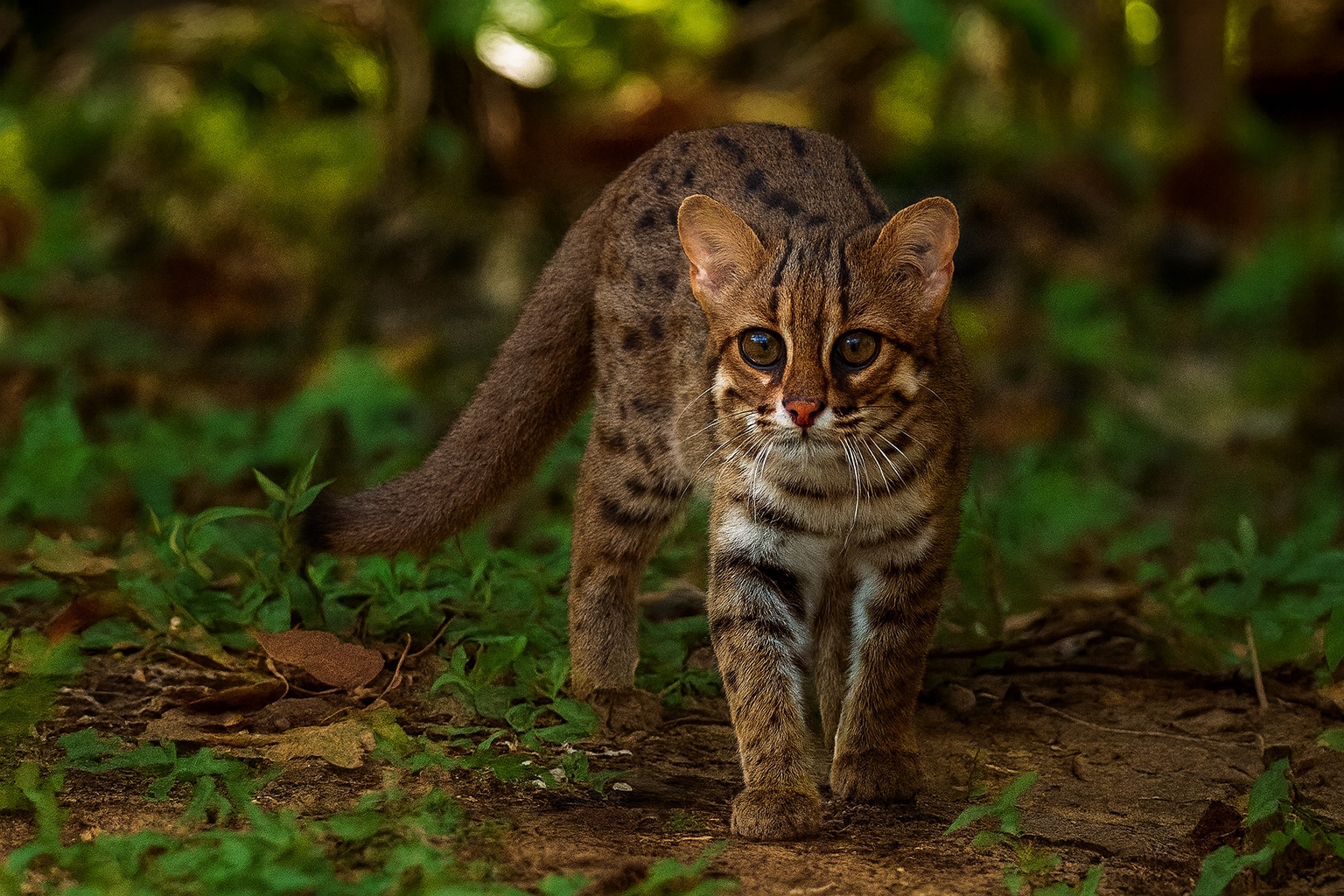 実際のサビイロネコ